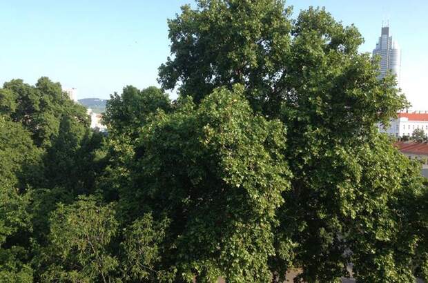 Eigentumswohnung in 1200 Wien (Bild 2)