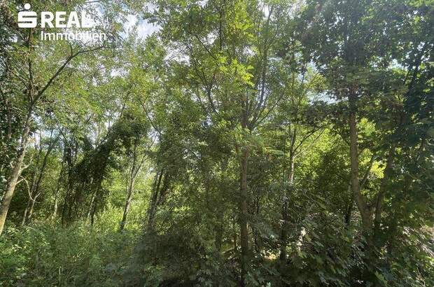 Grundstück kaufen in 2425 Nickelsdorf (Bild 3)