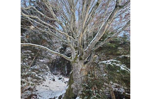 Grundstück kaufen in 6311 Oberau (Bild 5)