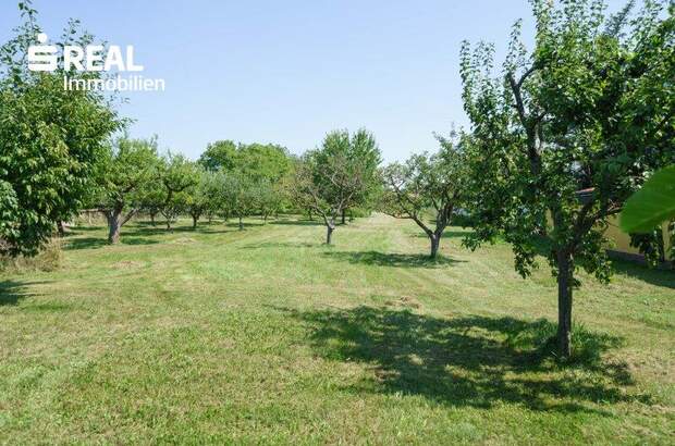 Mehrfamilienhaus kaufen in 7322 Lackenbach (Bild 5)