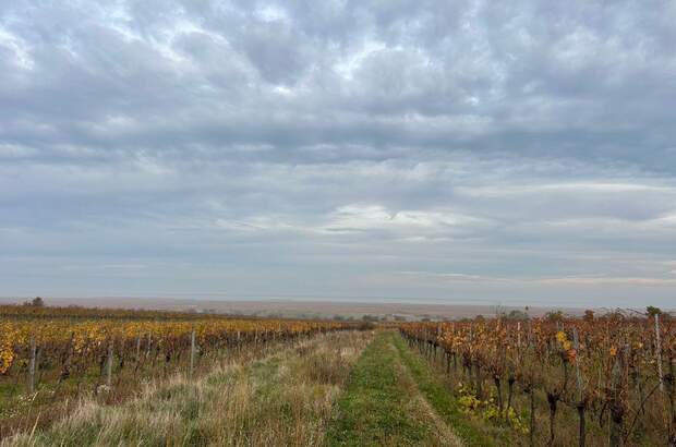 Gewerbeobjekt mieten in 7072 Mörbisch (Bild 1)