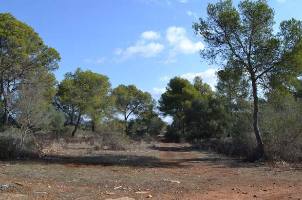 Immobilie kaufen in 7620 Llucmajor (Bild 4)