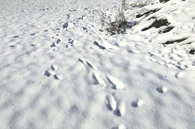 Grundstück kaufen in 8114 Großstübing (Bild 1)