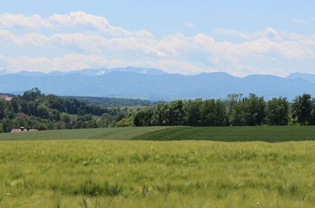 Grundstück kaufen in 4491 Niederneukirchen (Bild 5)