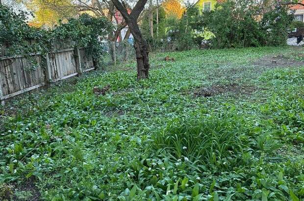 Grundstück kaufen in 1220 Wien