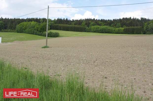 Grundstück kaufen in 4170 Haslach