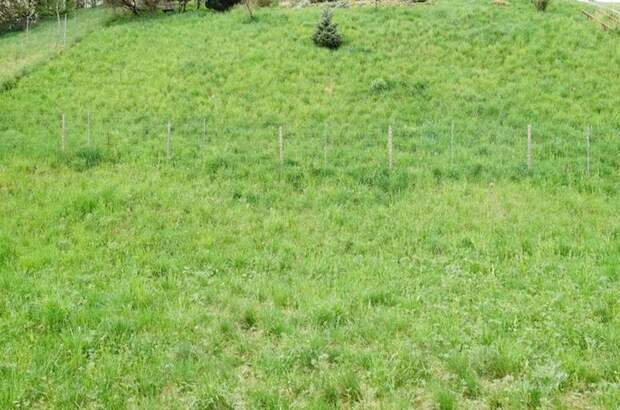 Grundstück kaufen in 8101 Gratkorn (Bild 2)