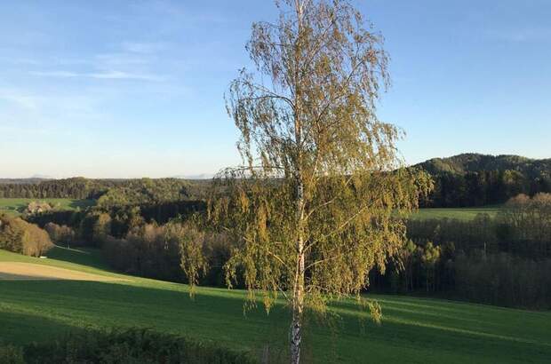 Mietwohnung in 4923 Lohnsburg (Bild 5)