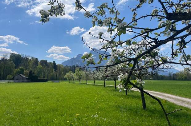 Grundstück kaufen in 5020 Salzburg (Bild 2)