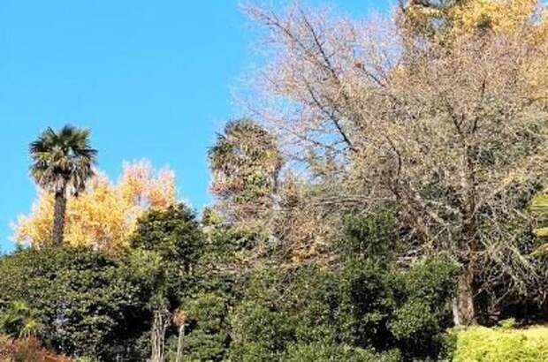 Wohnung kaufen in 6600 Locarno (Bild 4)