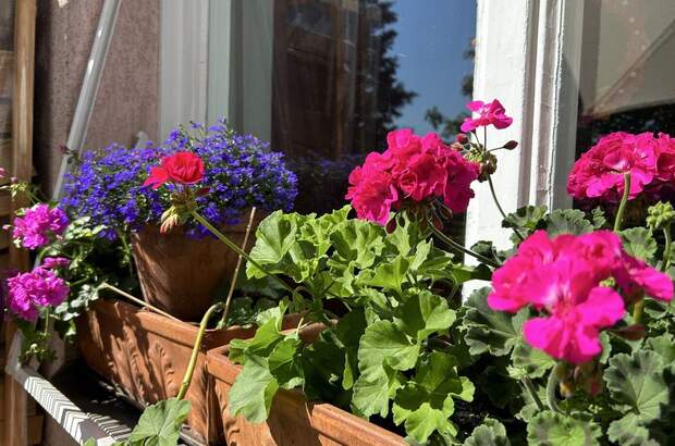 Altbauwohnung mit Balkon kaufen in 6020 Innsbruck (Bild 1)