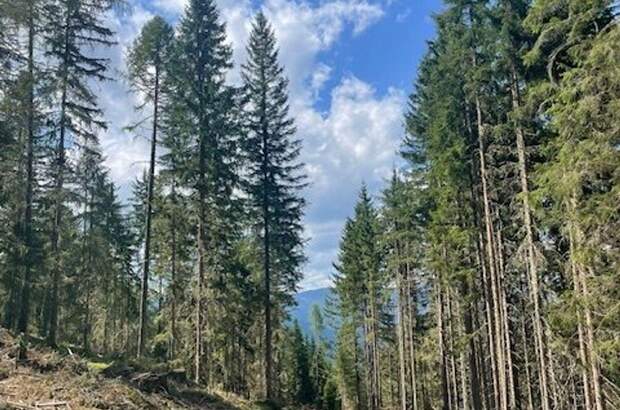 Gewerbeobjekt kaufen in 8861 Sankt Georgen (Bild 1)