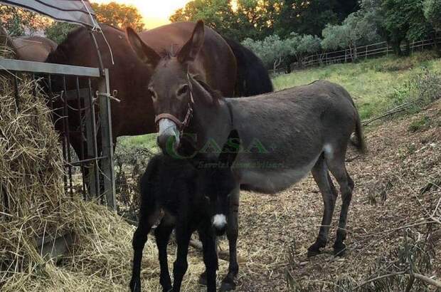 Haus kaufen in 6081 Assisi (Bild 2)