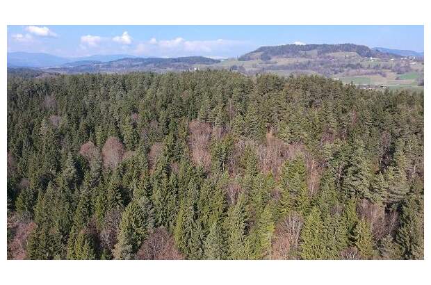 Jagd- und Forstwirtschaft kaufen in 9062 Moosburg (Bild 2)