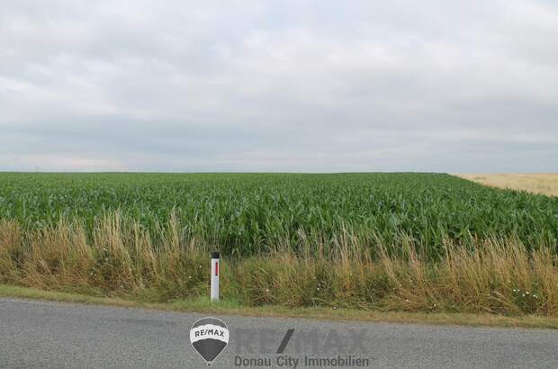 Grundstück kaufen in 2011 Sierndorf (Bild 1)