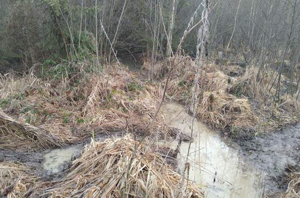 Teich- und Fischwirtschaft kaufen in 3902 Vitis (Bild 3)