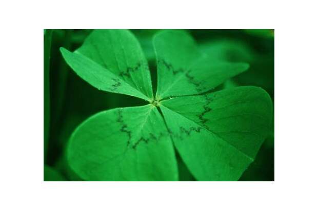 Grundstück kaufen in 8282 Stein (Bild 1)