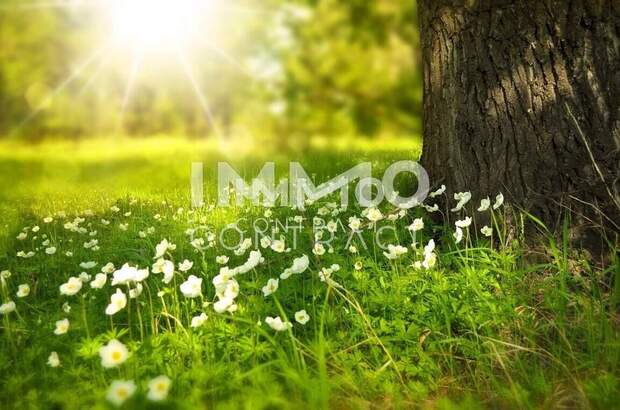 Grundstück kaufen in 7464 Markt Neuhodis