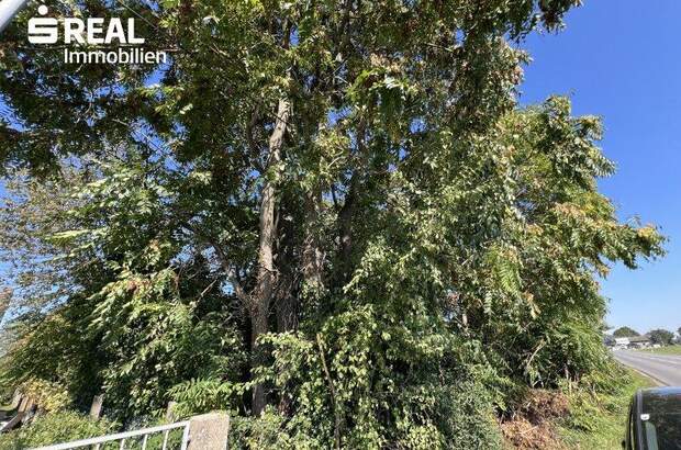 Grundstück kaufen in 2230 Gänserndorf (Bild 3)