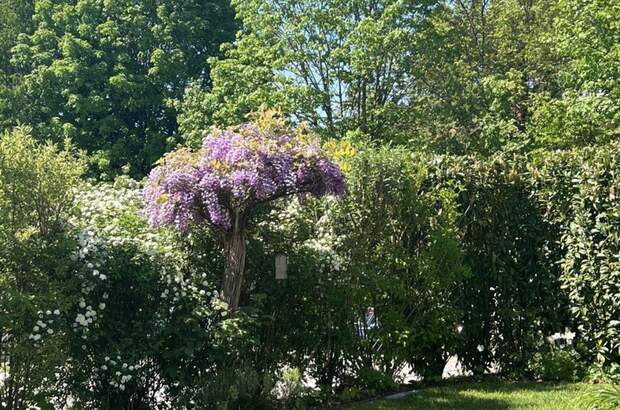 Haus mit Garten kaufen in 3300 Amstetten (Bild 3)