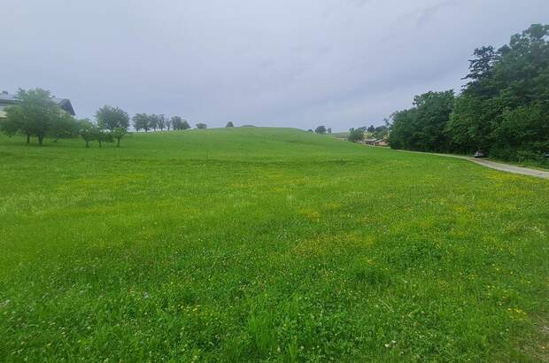 Grundstück kaufen in 3353 Seitenstetten (Bild 4)