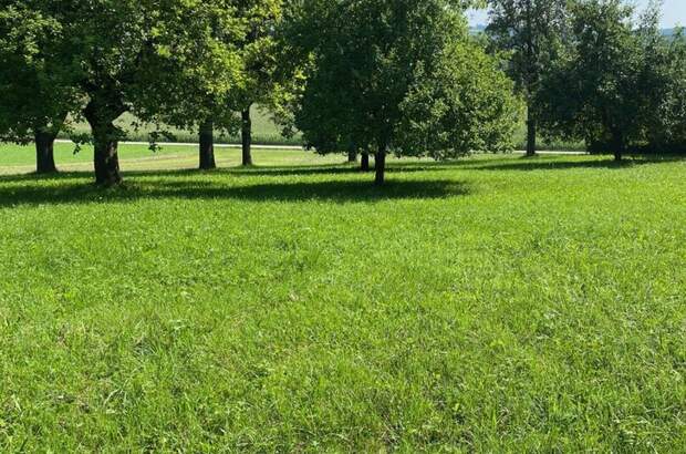 Grundstück kaufen in 4209 Engerwitzdorf (Bild 3)