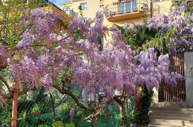 Altbauwohnung kaufen in 34134 Trieste (Bild 3)