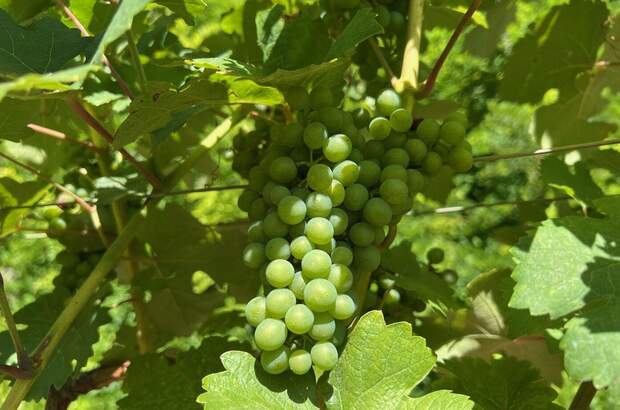 Gewerbeobjekt kaufen in 3492 Engabrunn (Bild 4)