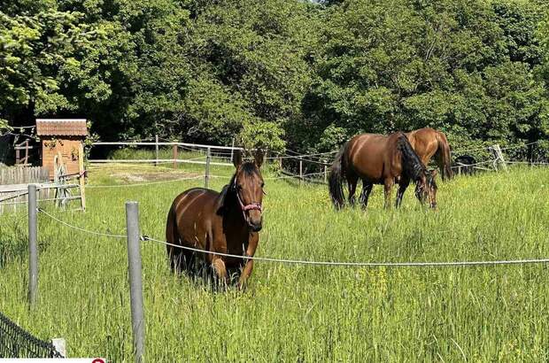 Haus kaufen in 2384 Breitenfurt (Bild 4)