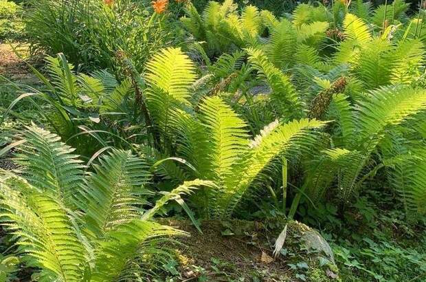 Grundstück kaufen in 8121 Deutschfeistritz (Bild 4)