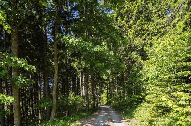 Gewerbeobjekt kaufen in 2651 Prein (Bild 3)