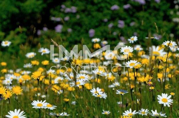Anlageobjekt kaufen in 4030 Linz (Bild 1)