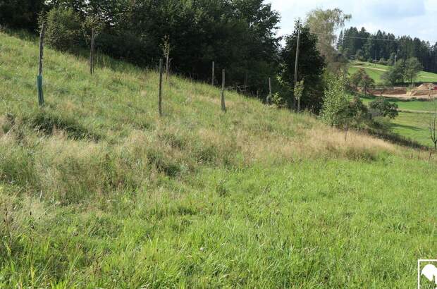 Grundstück kaufen in 4372 Sankt Georgen
