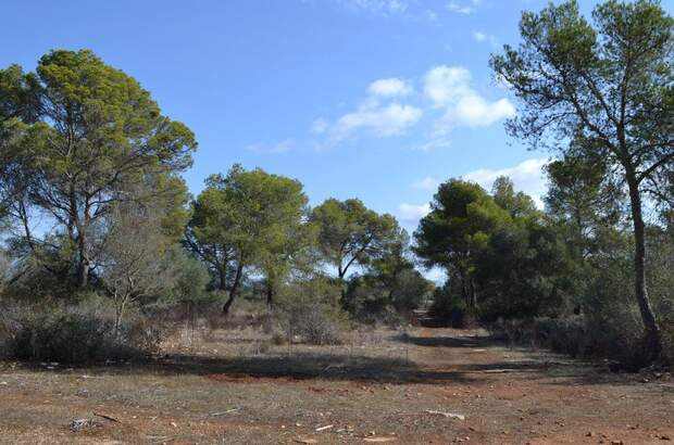 Immobilie kaufen in 7620 Llucmajor (Bild 5)