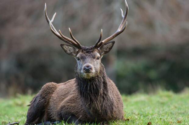 Immobilie kaufen in 9300 St. Veit