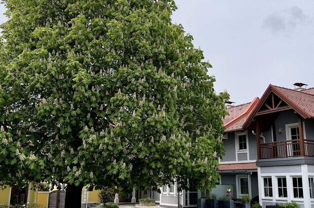 Mietwohnung in 8181 Wollsdorf (Bild 2)