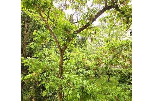 Wohnung kaufen in 1130 Wien (Bild 4)