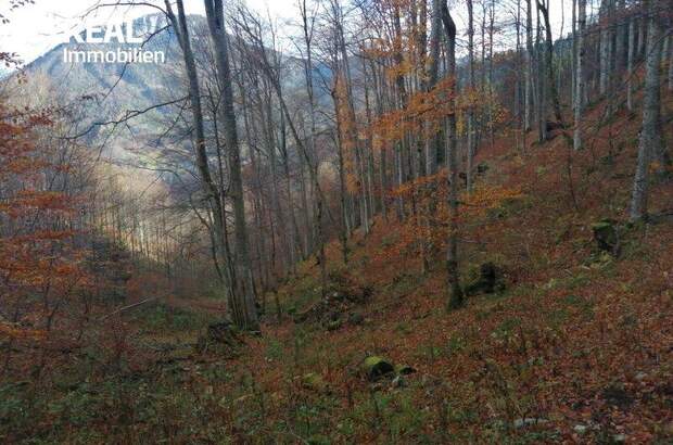 Grundstück kaufen in 3295 Lackenhof (Bild 1)