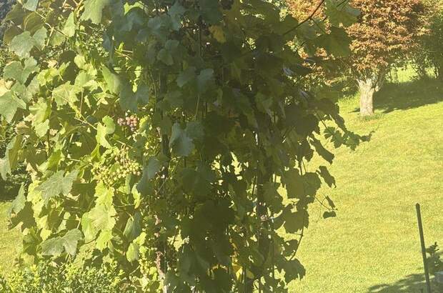 Wohnung mieten in 6373 Jochberg (Bild 5)