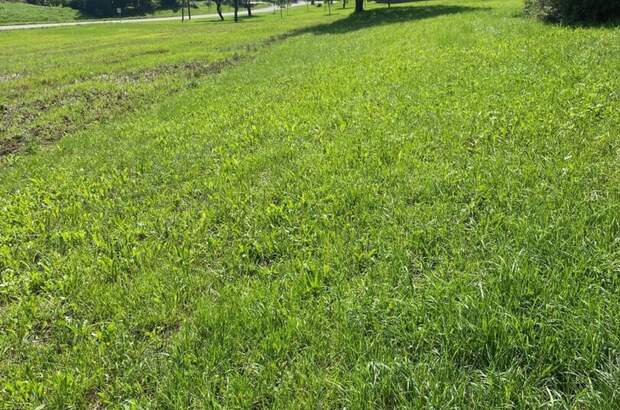 Grundstück kaufen in 4209 Engerwitzdorf (Bild 5)