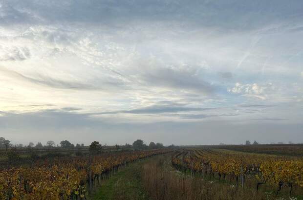 Gewerbeobjekt mieten in 7072 Mörbisch (Bild 4)