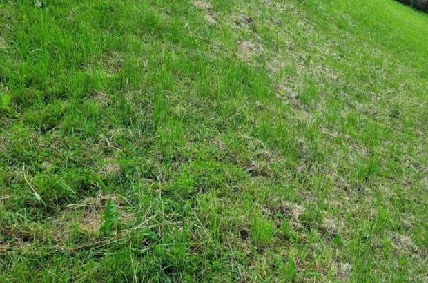 Grundstück kaufen in 4111 Walding (Bild 2)