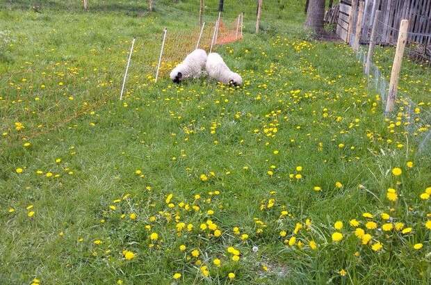 Bauernhaus kaufen in 8763 Möderbrugg (Bild 2)