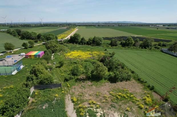 Grundstück kaufen in 2521 Trumau (Bild 3)