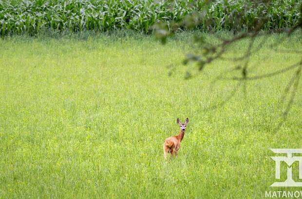 Gewerbeobjekt kaufen in 9062 Tigring (Bild 4)