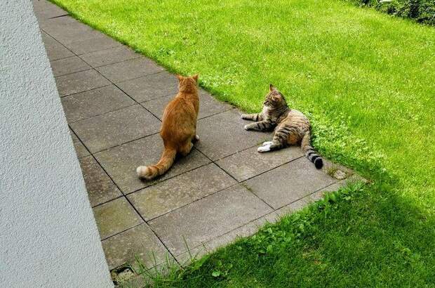 Terrassenwohnung kaufen in 5201 Seekirchen (Bild 3)