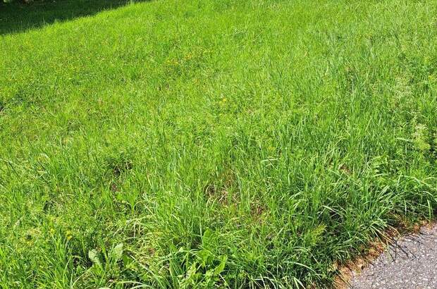 Grundstück kaufen in 4111 Walding (Bild 5)