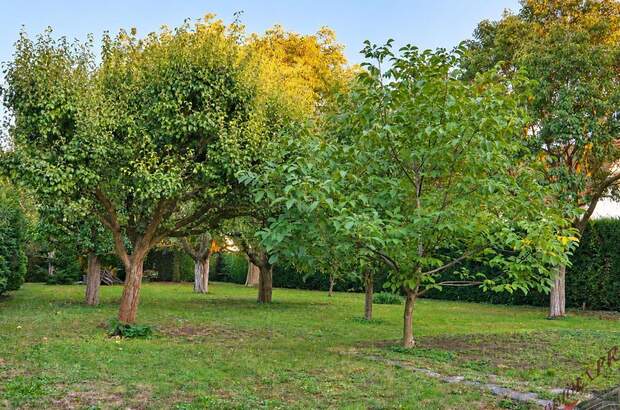 Grundstück kaufen in 2041 Wullersdorf (Bild 2)