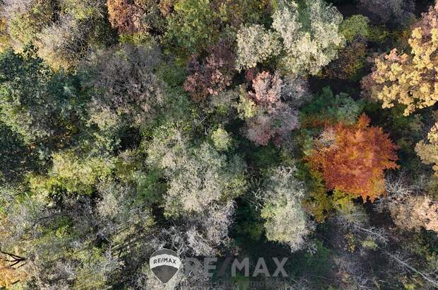 Einfamilienhaus kaufen in 3452 Atzenbrugg (Bild 5)