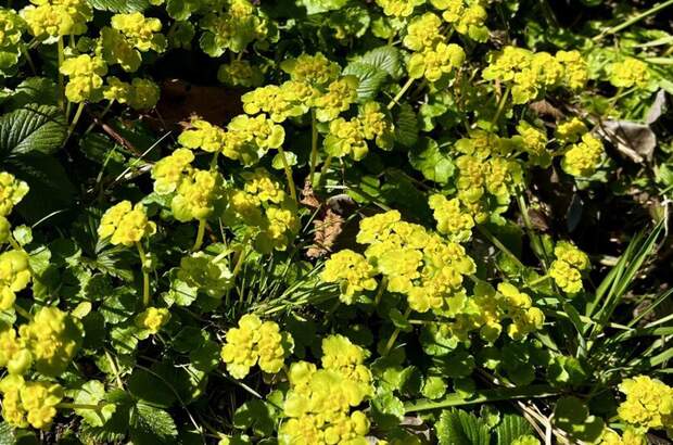 Grundstück kaufen in 5110 Oberndorf (Bild 4)